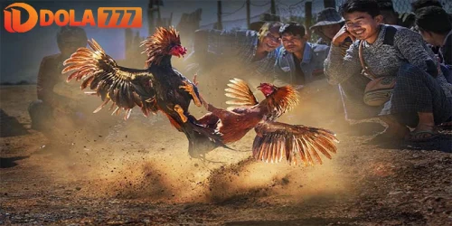 đăng ký đá gà cựa dao