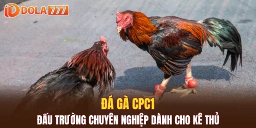 đá gà CPC1