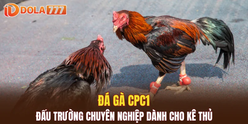 đá gà CPC1