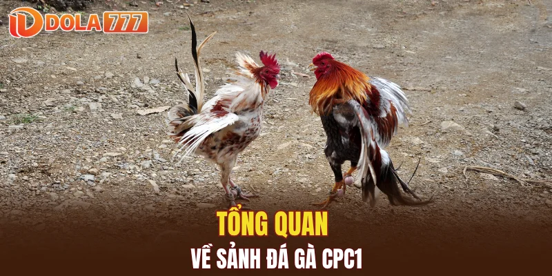 Tổng quan về sảnh đá gà CPC1